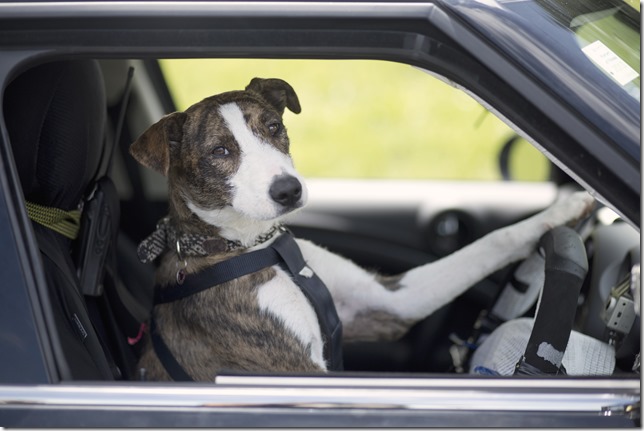 20130712_Driving Dog